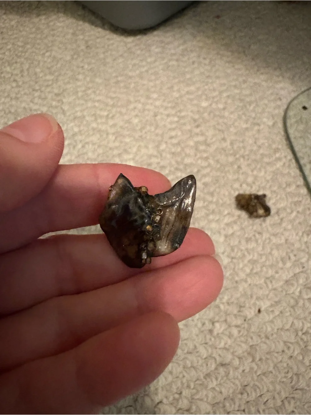 Small Dark Brown Shark/Animal Tooth Charm metal